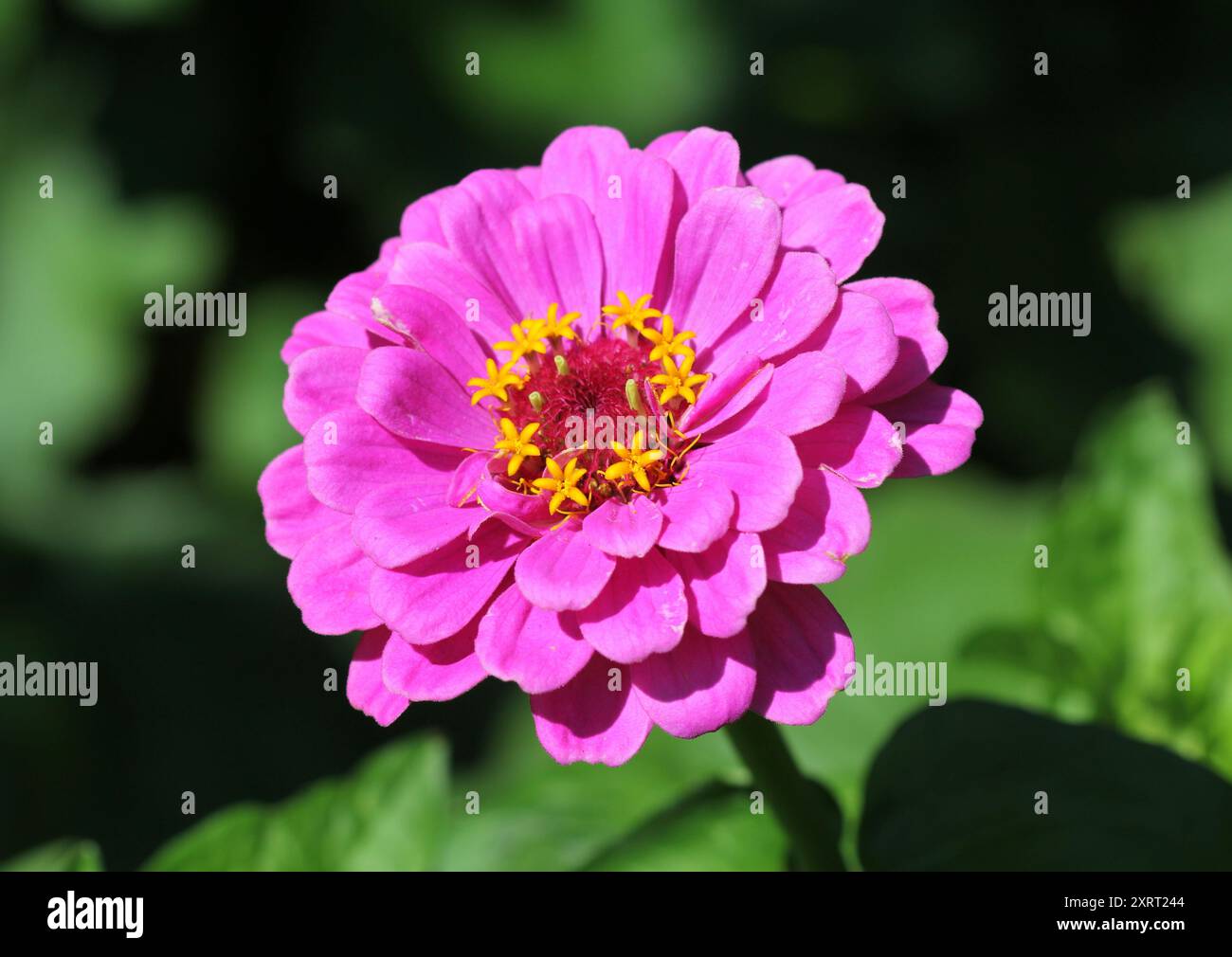 Gros plan de Zinnia elegans « Purple Prince » Banque D'Images