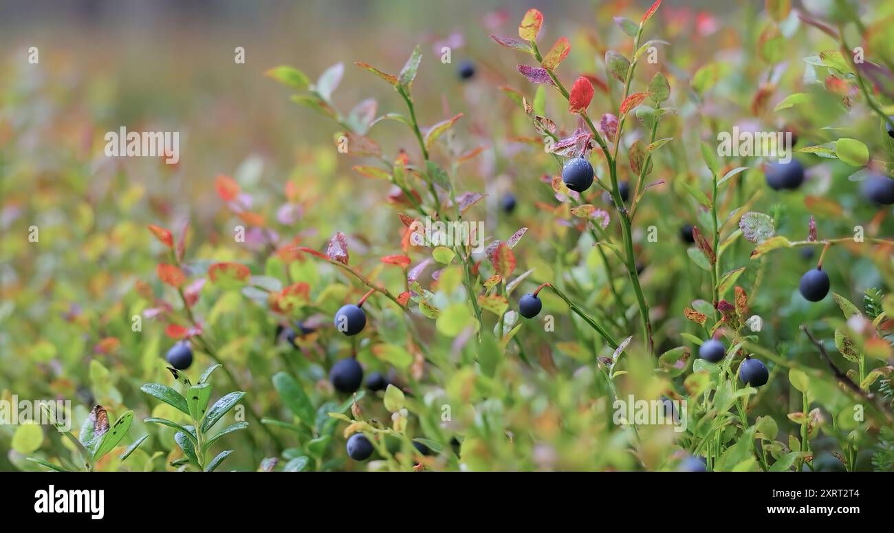 Myrtilles sauvages (Vaccinium myrtillus) dans la forêt. Banque D'Images