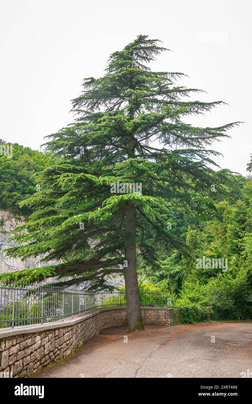 Belle vue sur un cèdre deodar isolé (Cedrus deodara) sur le bord de la route. Banque D'Images
