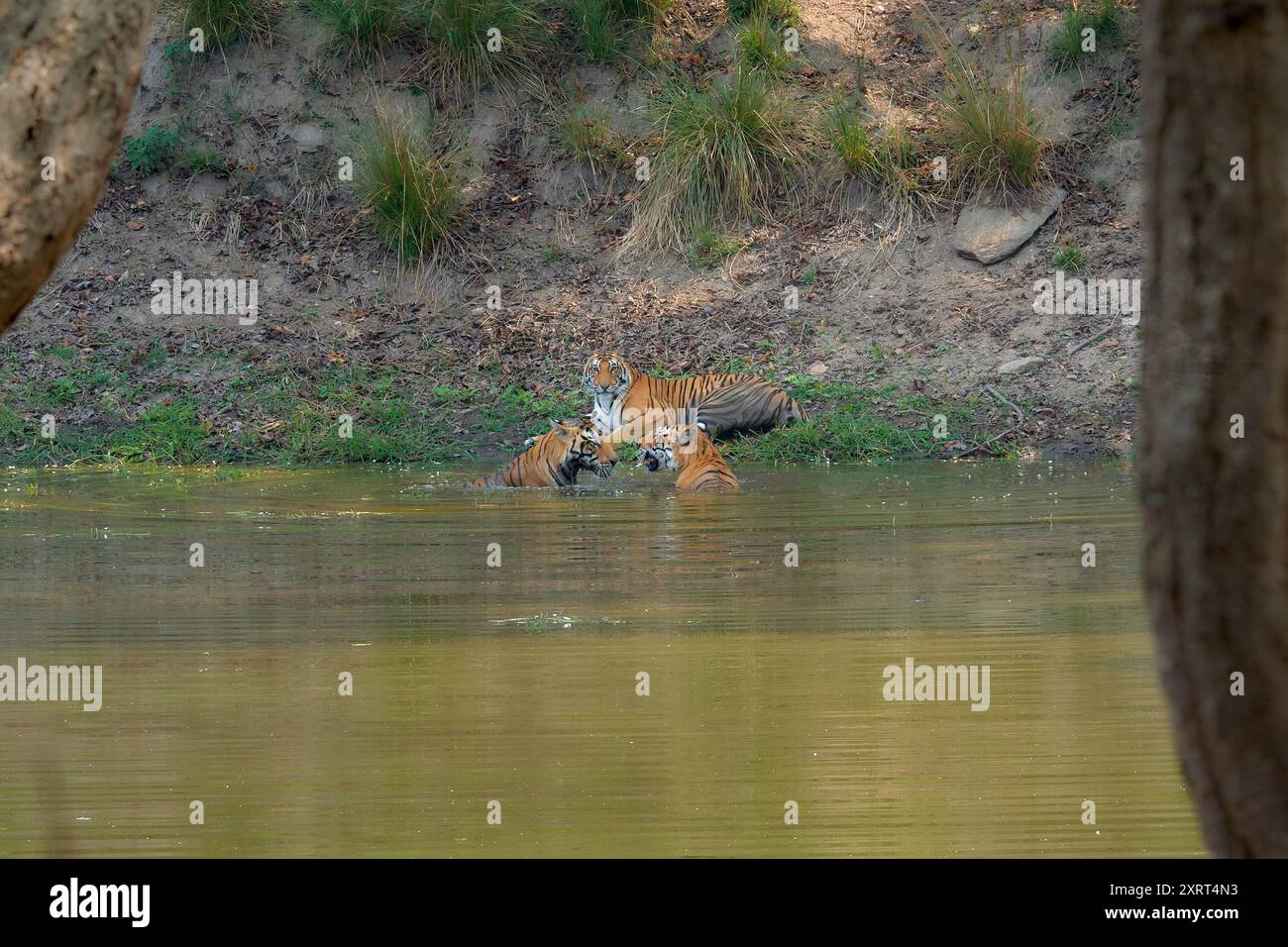 Tigress connu sous le nom de DJ (Dhawajandhi) avec des subadultes dans la zone Mukki de Kanha Tiger Reserve, inde . Banque D'Images