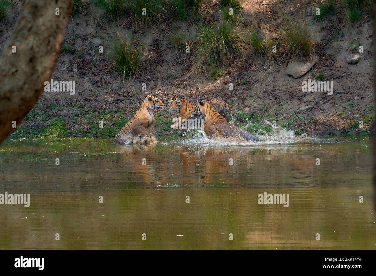 Tigress connu sous le nom de DJ (Dhawajandhi) avec des subadultes dans la zone Mukki de Kanha Tiger Reserve, inde . Banque D'Images