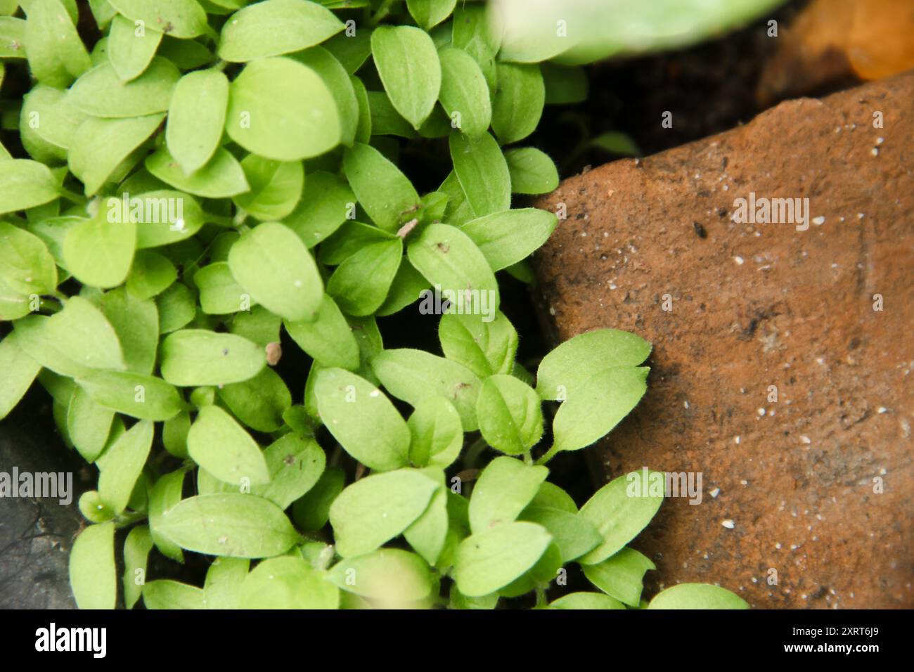Graines et graines de plantes végétales vertes et fraîches dans un pot Banque D'Images