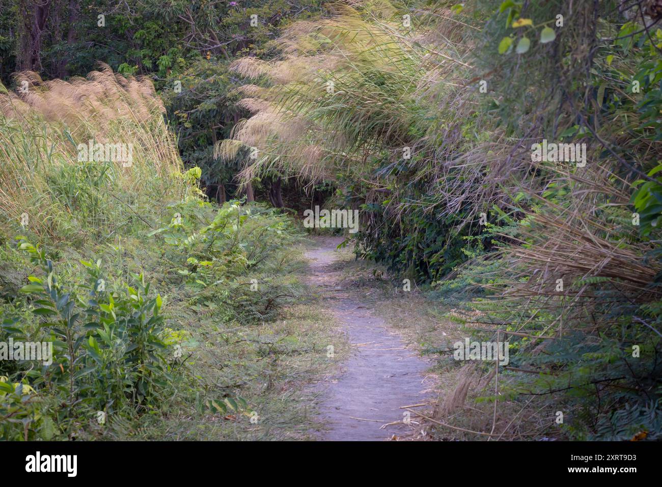 Paysage Charco Verde Park et papillon disponible sur l'île d'Ometepe au Nicaragua. Petit parc naturel à la côte avec la faune et petit lac. Banque D'Images