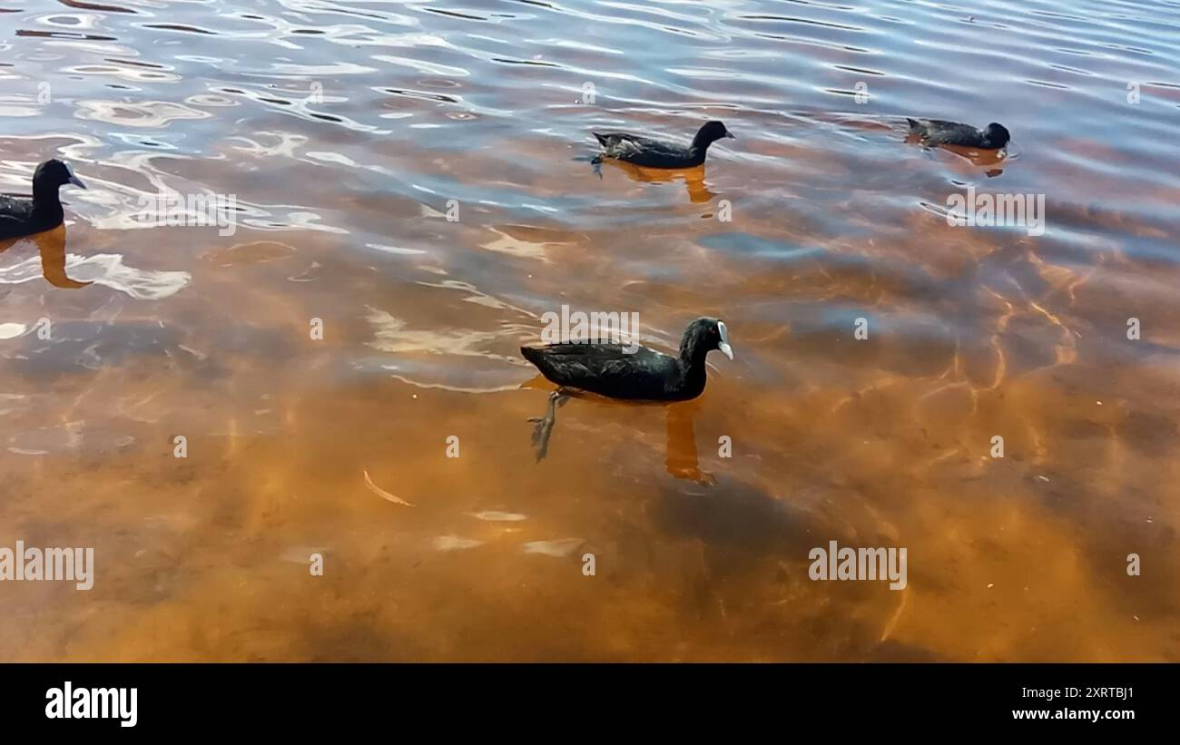 Australasian Coot (Fulica atra australis) Aves Banque D'Images