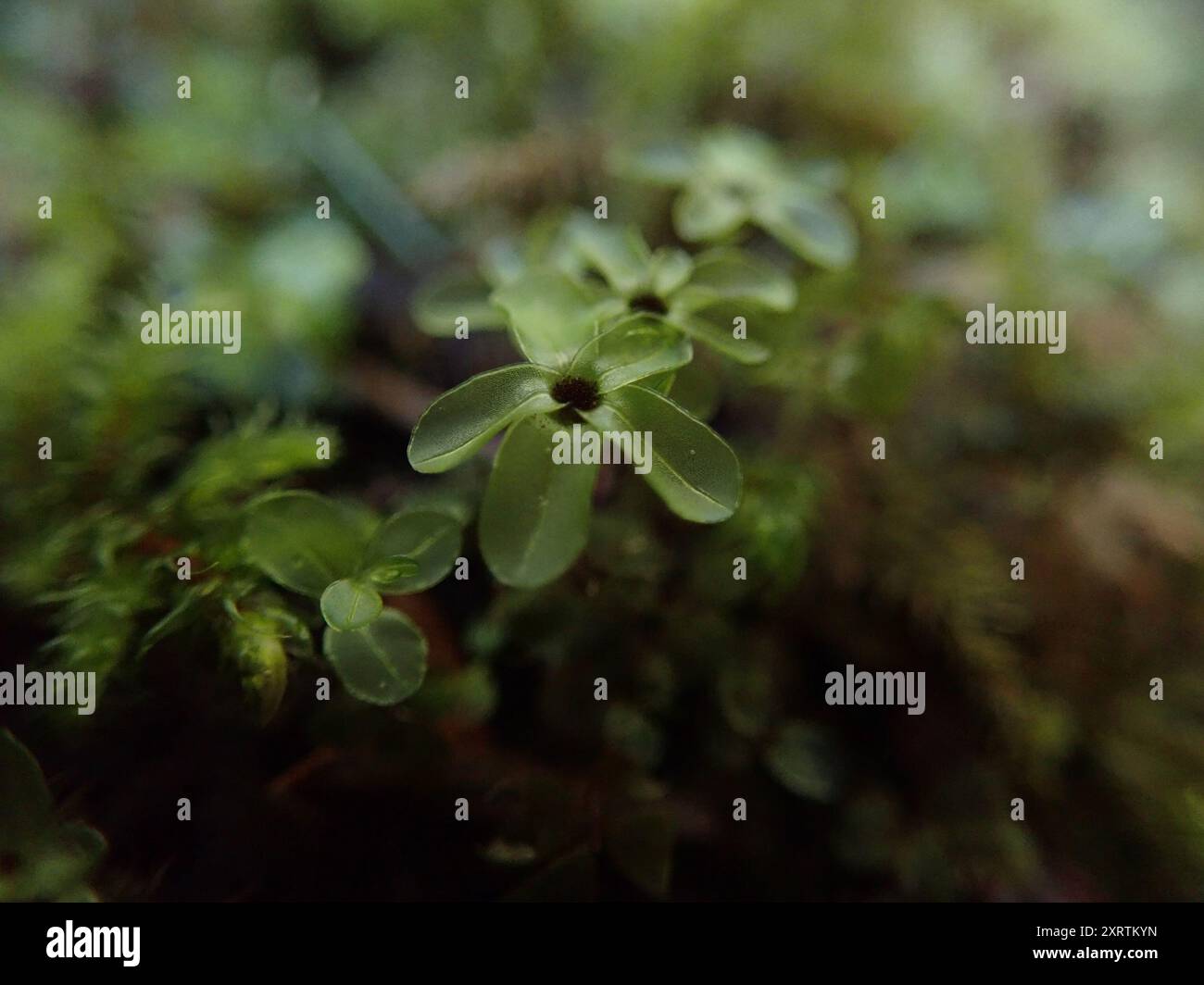 Mousse de rhizomnium (Rhizomnium glabrescens) Plantae Banque D'Images