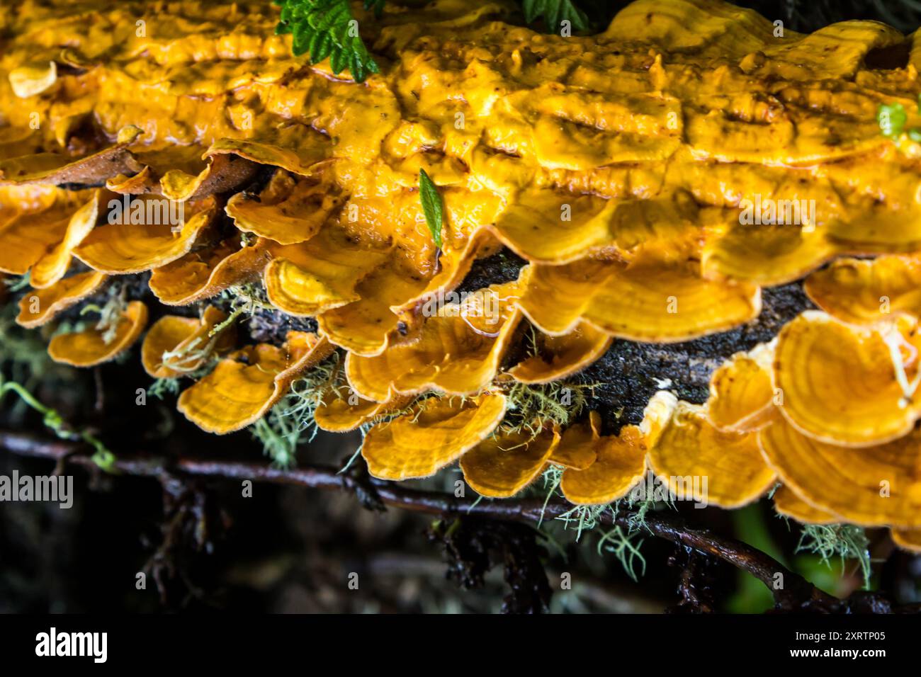 Un champignon de croûte orange vif, très probablement Stereum Complicatum, poussant sur de vieilles bûches de bois abandonnées Banque D'Images