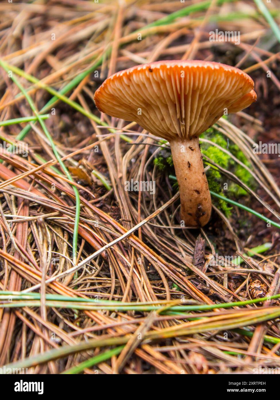 Un chapeau de lait de safran, Lactarius deliciosus, poussant parmi les aiguilles de pin tombées d'une plantation de pins à Magoebaskloof Afrique du Sud. Banque D'Images