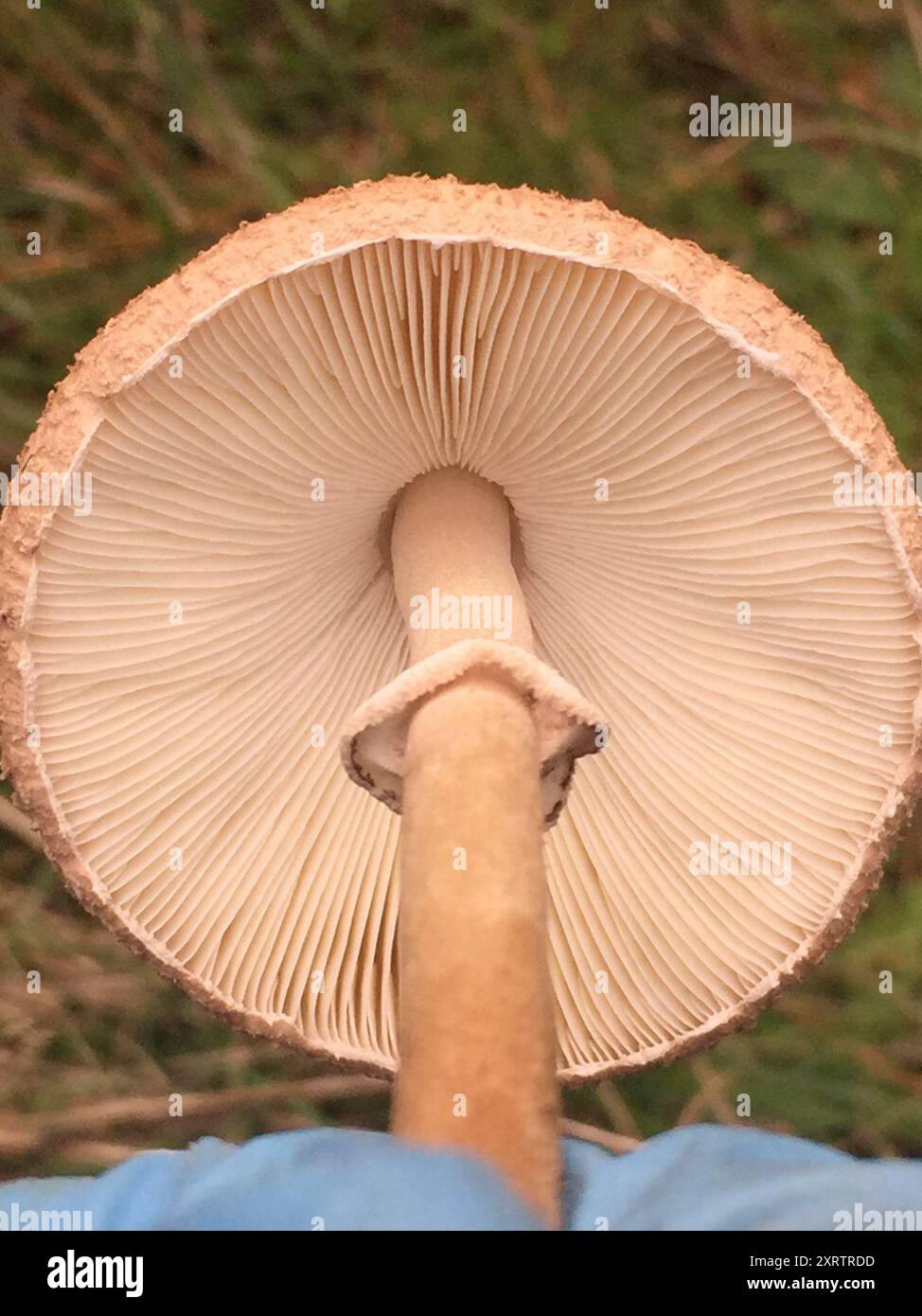 Champignons gracieux Parasol (Macrolepiota clelandii) Banque D'Images