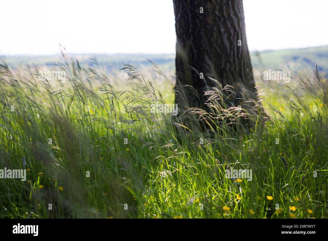 Longue herbe haute soufflant dans le vent sous un vieil arbre. Banque D'Images