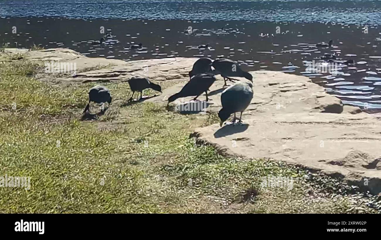 Australasian Coot (Fulica atra australis) Aves Banque D'Images