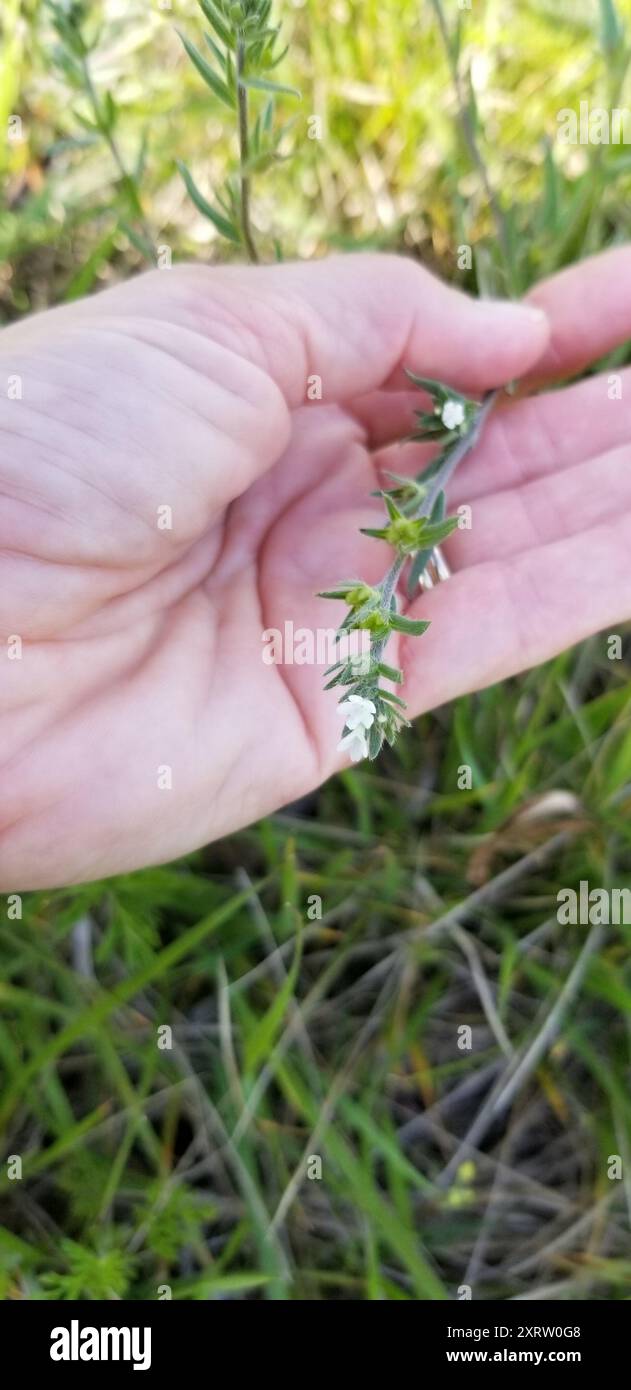 Cornet de maïs (Buglossoides arvensis) Plantae Banque D'Images