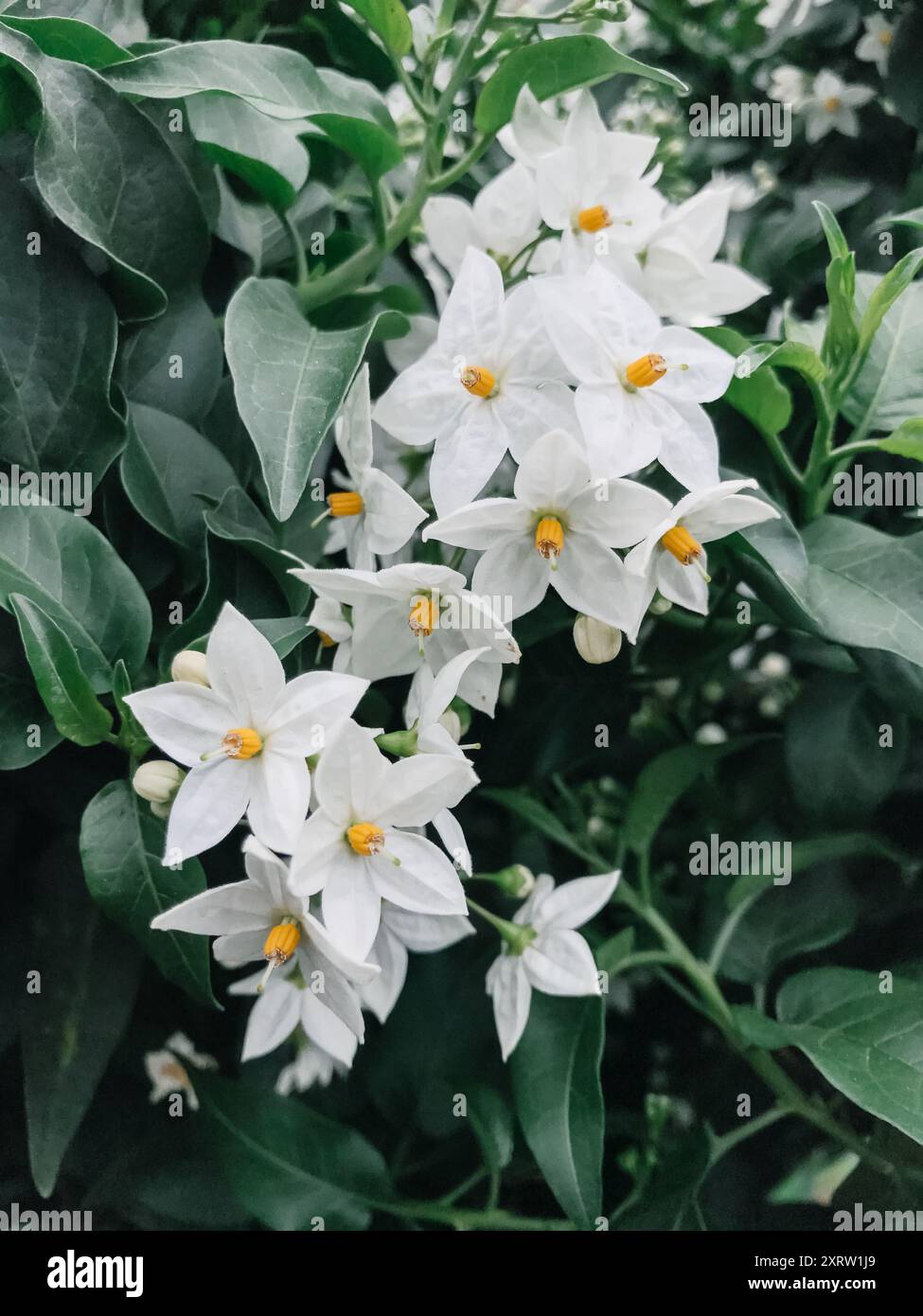 Un bouquet de fleurs blanches avec des centres jaunes. Les fleurs sont dans un buisson vert. Les fleurs sont très jolies et lumineuses Banque D'Images