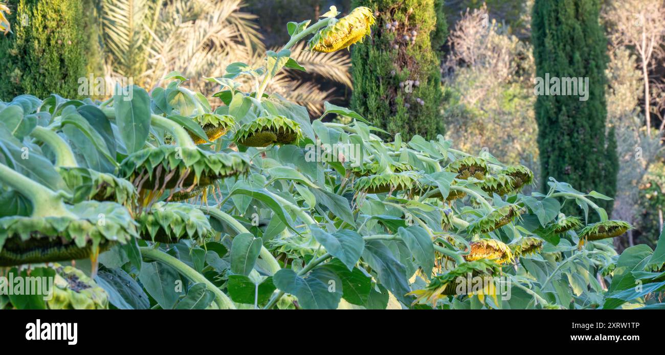 Grandes têtes de tournesol suspendues après la floraison Banque D'Images