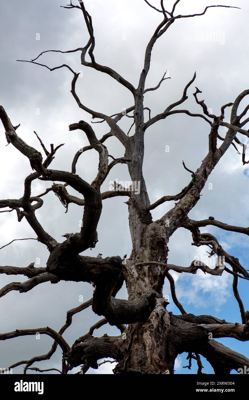 Vieil arbre mort contre un ciel bleu, avec des branches tordues nouées. Banque D'Images