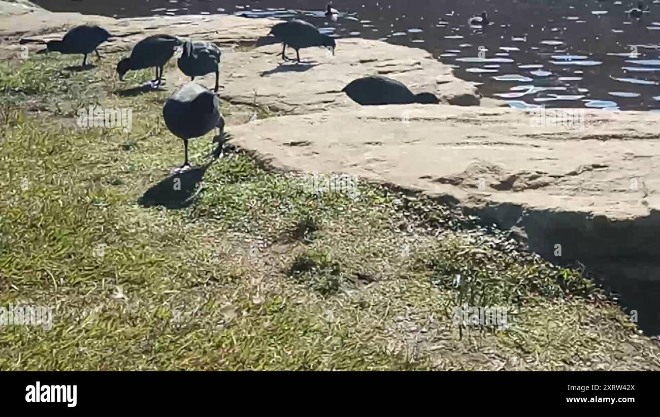 Australasian Coot (Fulica atra australis) Aves Banque D'Images