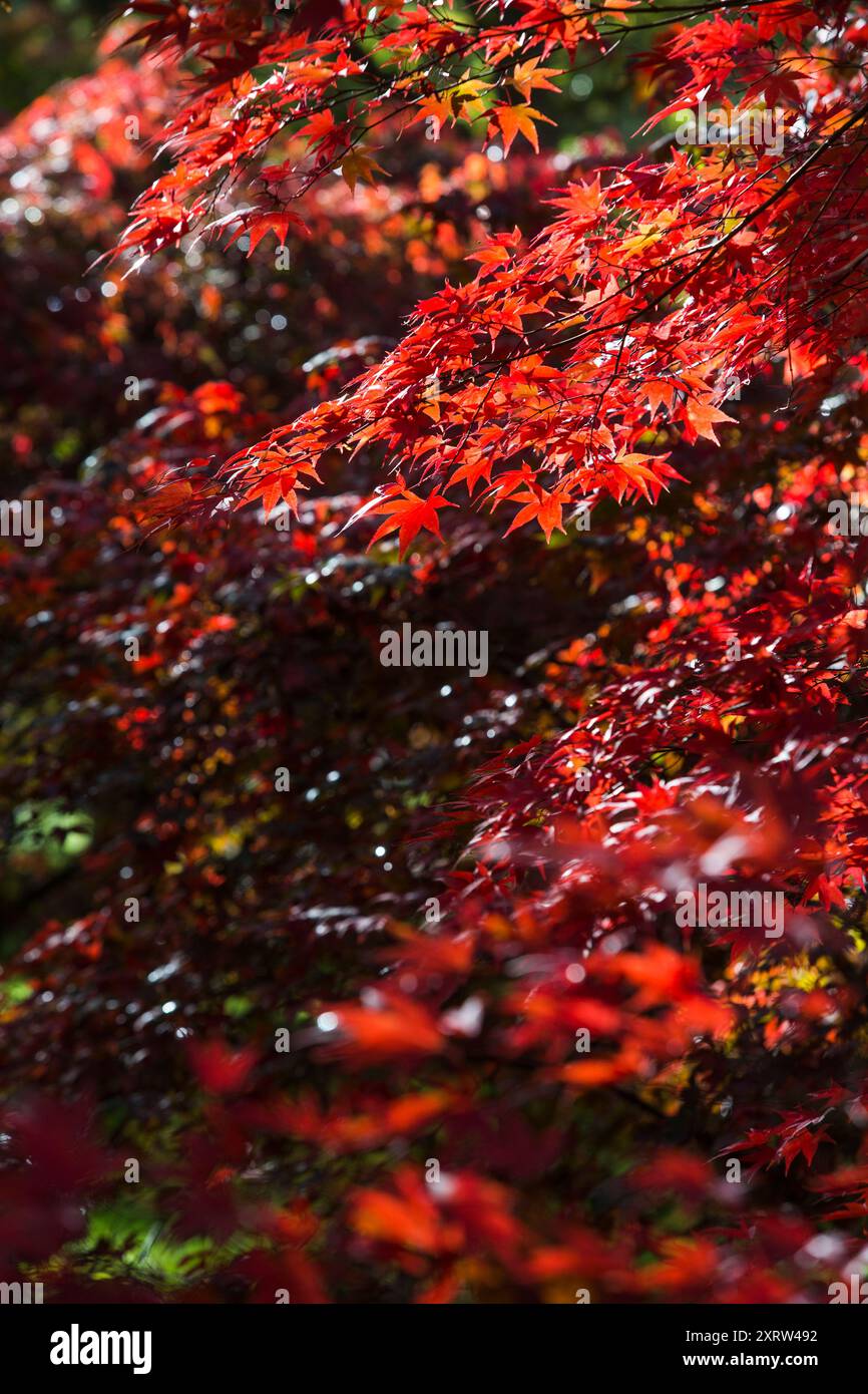 Les feuilles d'automne brillent dans des teintes rouges, jaunes et oranges profondes rétroéclairées par le soleil du matin. Banque D'Images