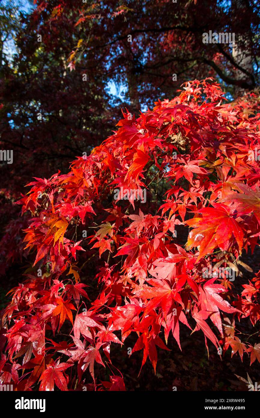 Les feuilles d'automne brillent dans des teintes rouges, jaunes et oranges profondes rétroéclairées par le soleil du matin. Banque D'Images