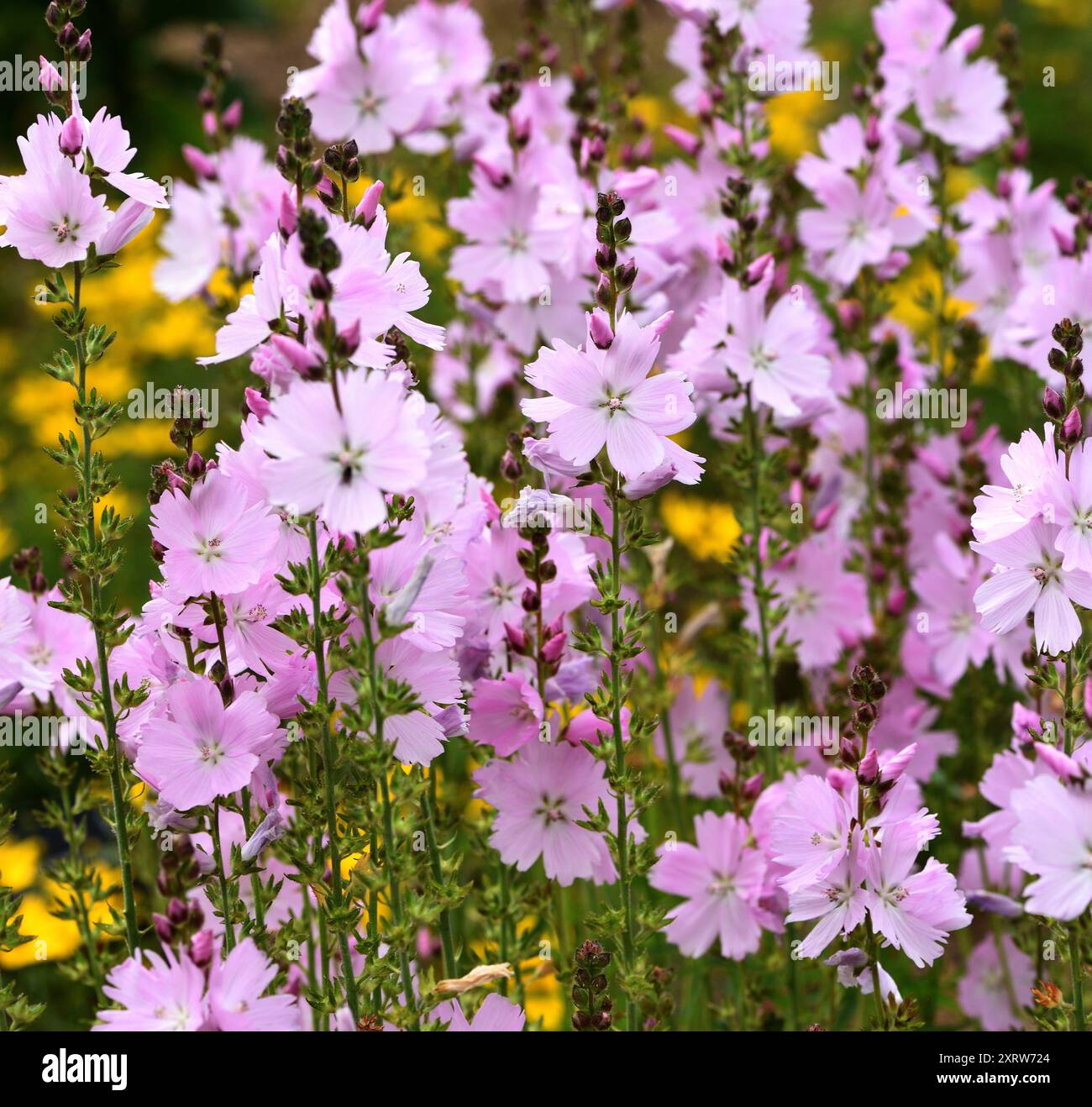 Les délicates fleurs roses de Sidalcea Elsie Heugh. Banque D'Images