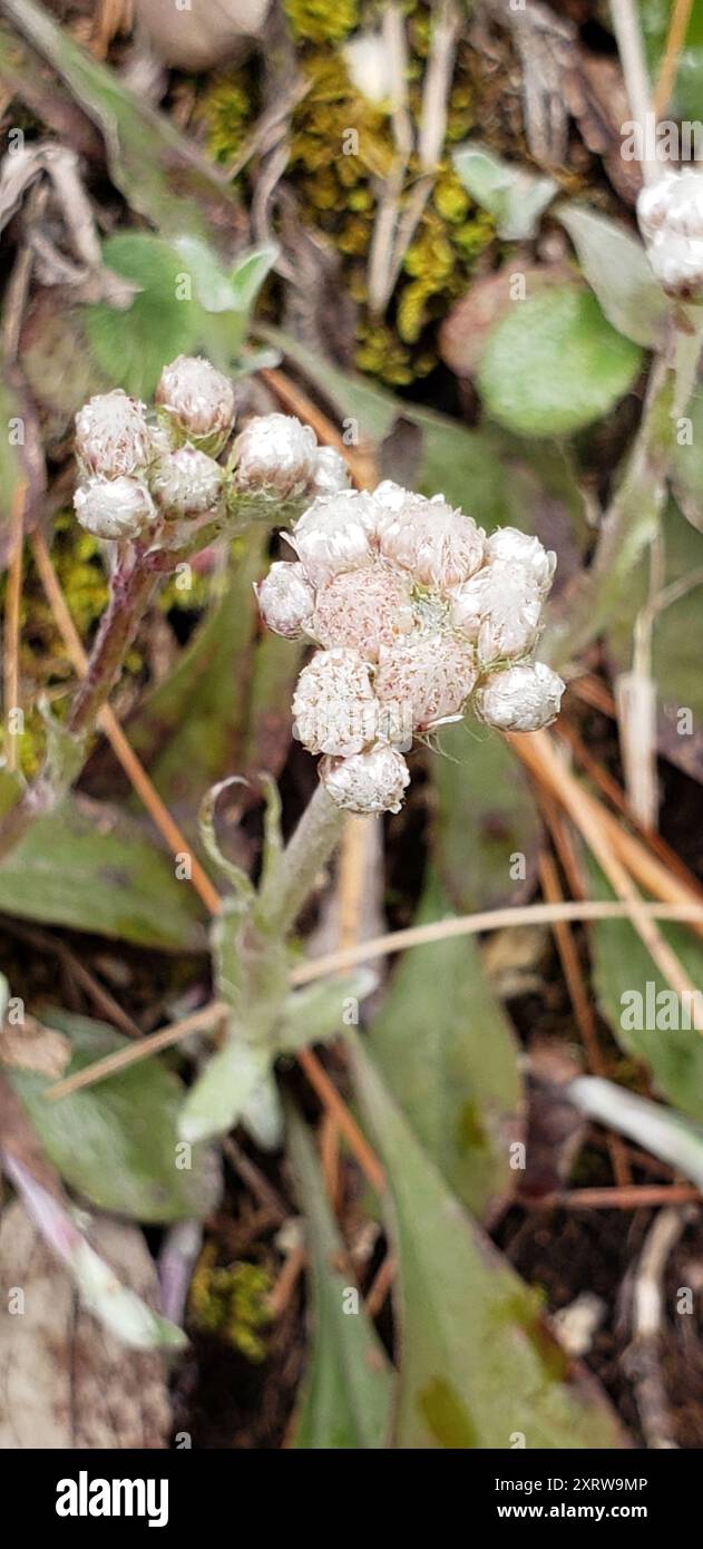 Pussytoes des champs (Antennaria negecta) Plantae Banque D'Images