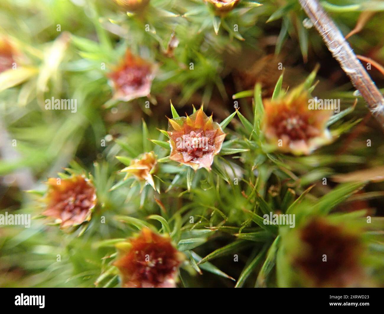 Mousse de coiffe de genévrier (Polytrichum juniperinum) Plantae Banque D'Images