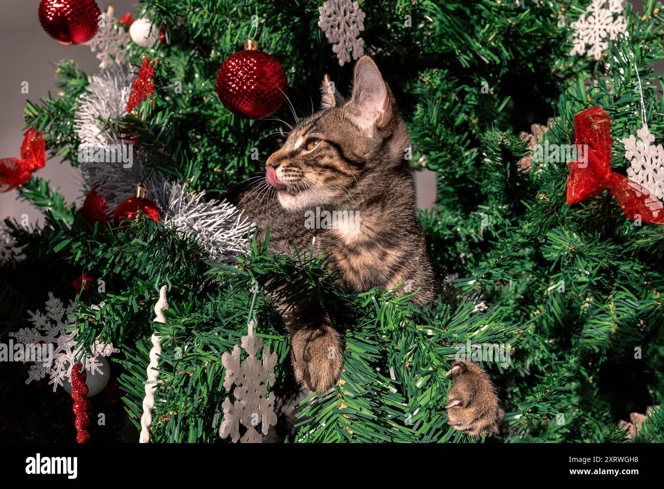 La saison des fêtes, le chat espiègle, animal drôle et adorable, fait des ravages sur la belle décoration de Noël moderne, y compris l'épingle festive Banque D'Images