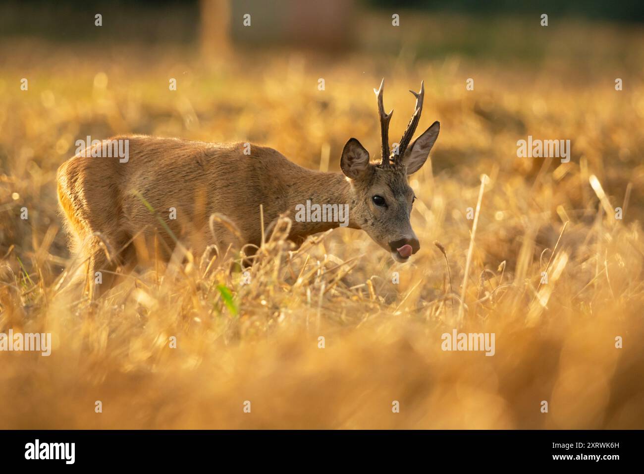 Roe cerf buck dans un champ avec des céréales, soirée d'été, Pologne orientale Banque D'Images