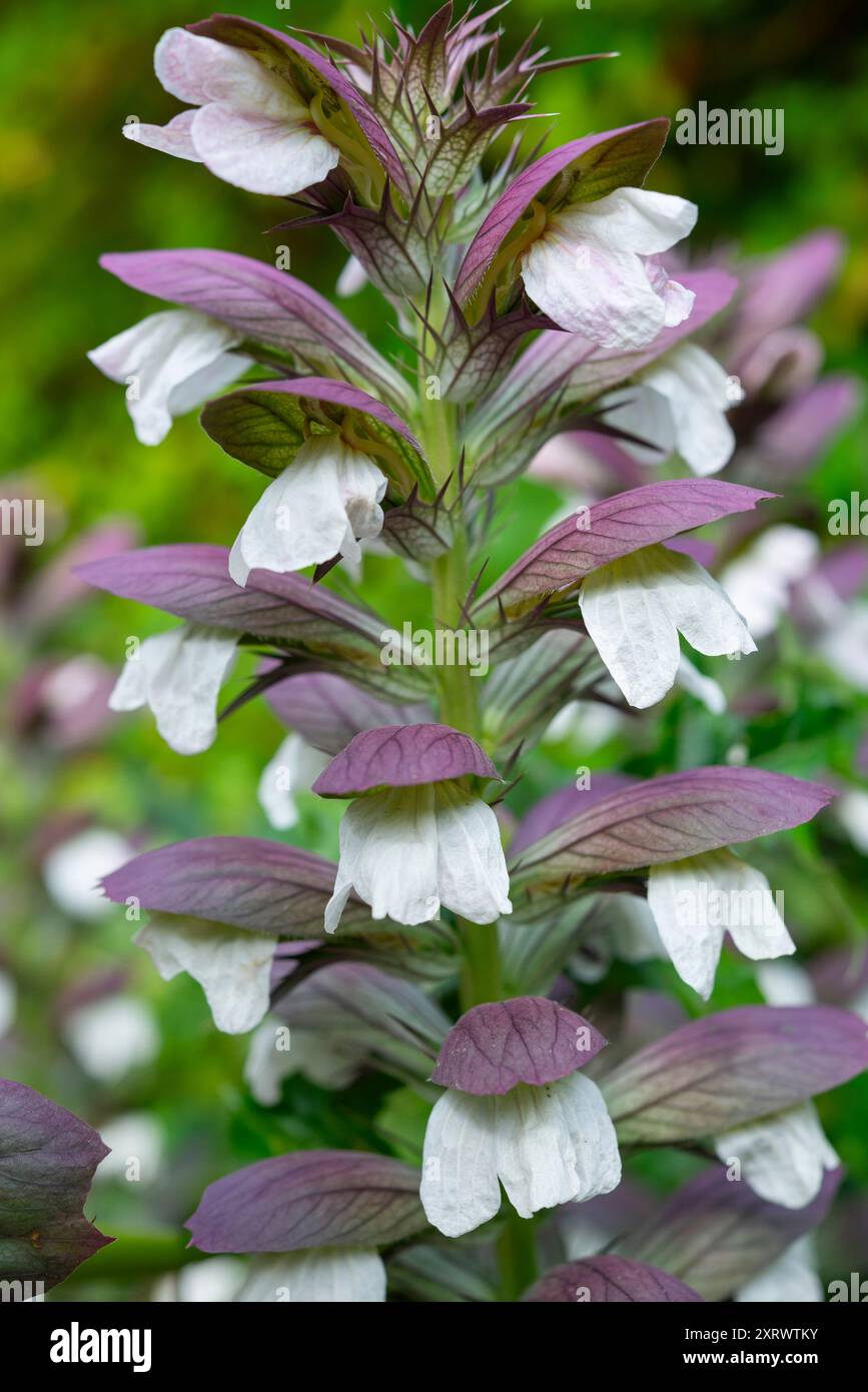 Tige de fleur d'Acanthus Mollis avec des fleurs blanches sur cette grande plante de jardin vivace. Banque D'Images