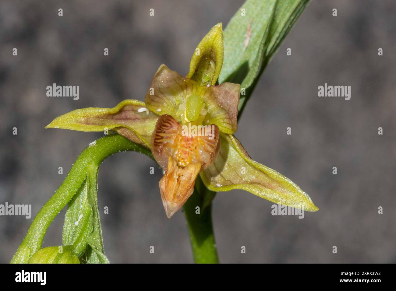 Orchidée de ruisseau (Epipactis gigantea) Plantae Banque D'Images