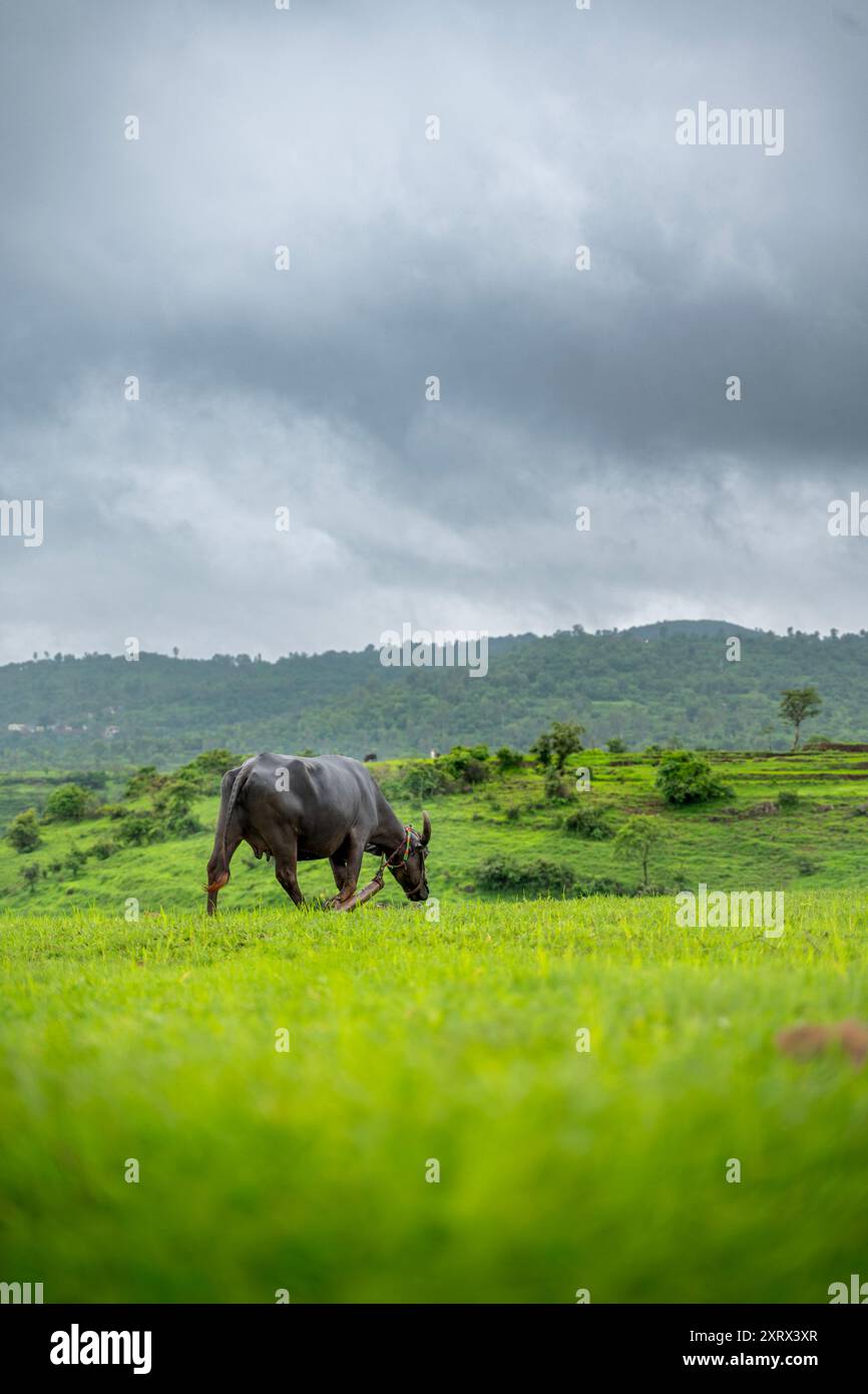 Buffalo domestique pâturant à la colline qui entièrement couverte d'herbe verte luxuriante et collines à l'arrière-plan et mousson nuageux temps pluvieux. Banque D'Images