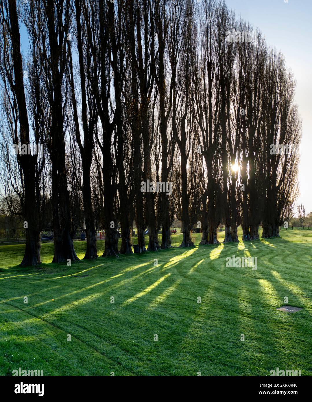 Fields est un parc public adjacent à la Tamise à Abingdon, Oxfordshire. Il tire son nom de l'abbaye médiévale - disparue depuis longtemps - qui était ici. Ici, nous voyons une belle rangée d'arbres au début du printemps, rétro-éclairé par le soleil levant. Banque D'Images