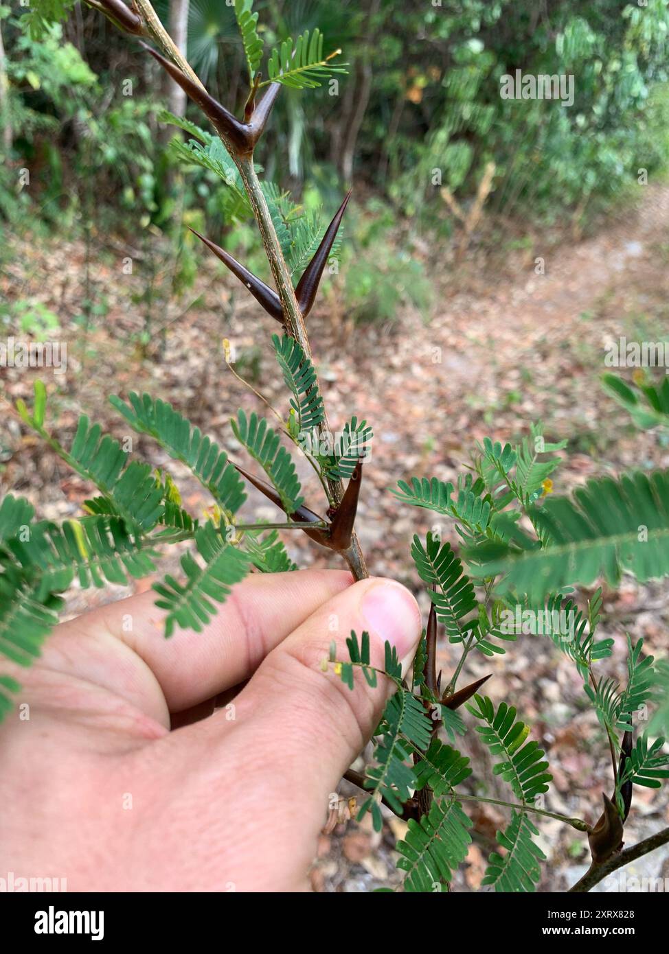 Corne de taureau acacia (Vachellia cornigera) Plantae Banque D'Images