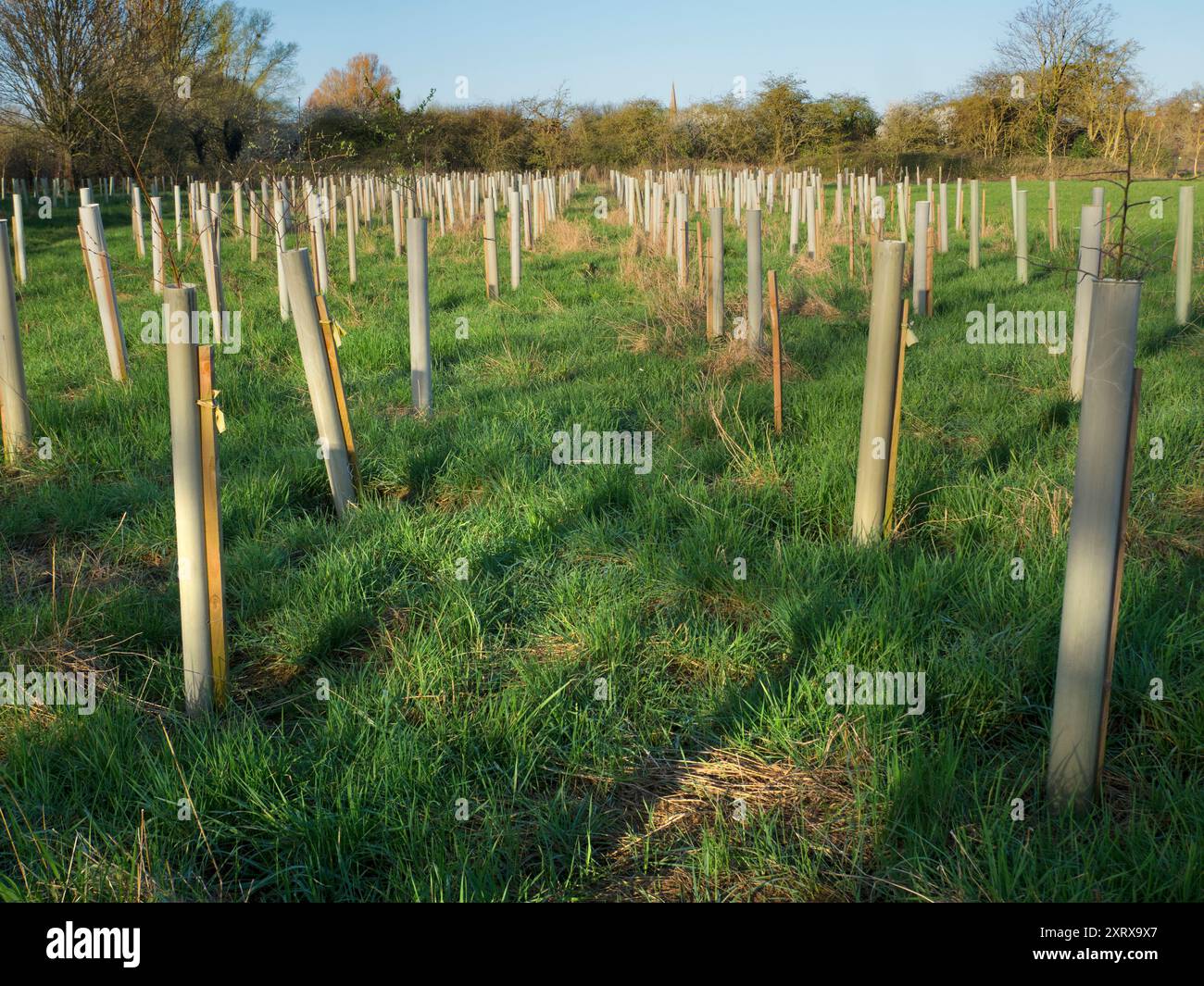 Le réchauffement de la planète et les changements climatiques qui en découlent augmentent la fréquence des phénomènes météorologiques extrêmes dans le monde entier. Au cours des derniers mois, nous avons connu plusieurs tempêtes majeures au Royaume-Uni, entraînant des pertes et des dommages considérables aux arbres. Ici, nous voyons à Abbey Fields, Abingdon, une réponse - plantation massive de jeunes arbres pour remplacer les arbres matures perdus. Banque D'Images
