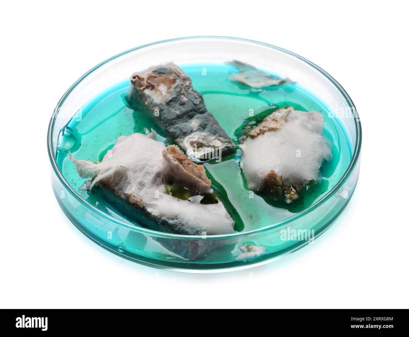 Boîte de Pétri avec bactéries isolées sur blanc Banque D'Images