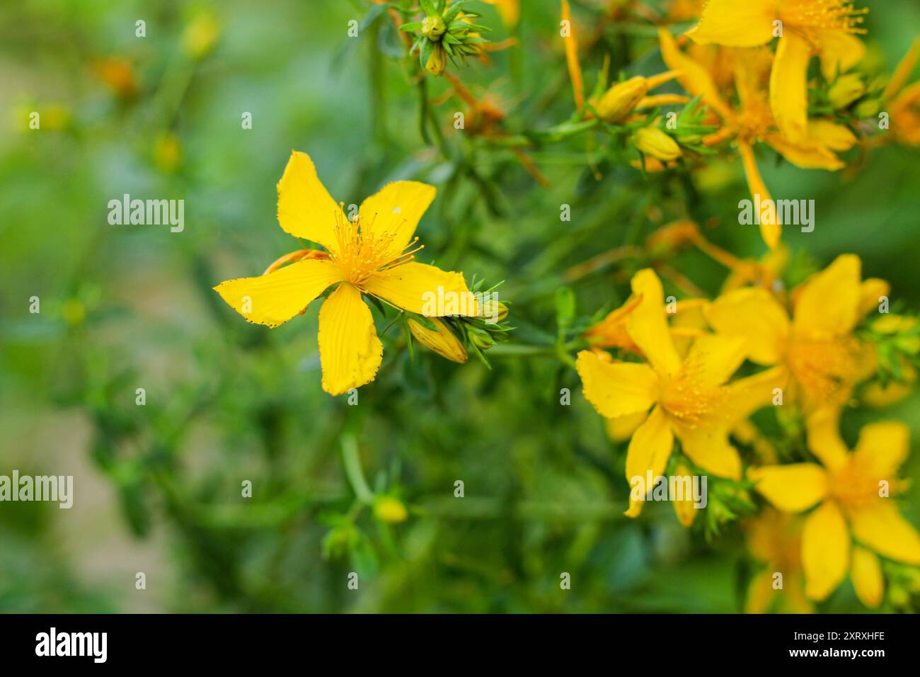 Floraison Plante de millepertuis (Hypericum perforatum) dans la nature. Banque D'Images