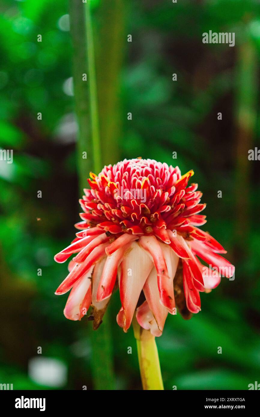 Torche rouge fleur de gingembre connue sous le nom d'Etlingera Elatior Ginger Fleur Red Ginger Lily Torchflower Torchlily et beaucoup d'autres noms dans une bio écologique Banque D'Images