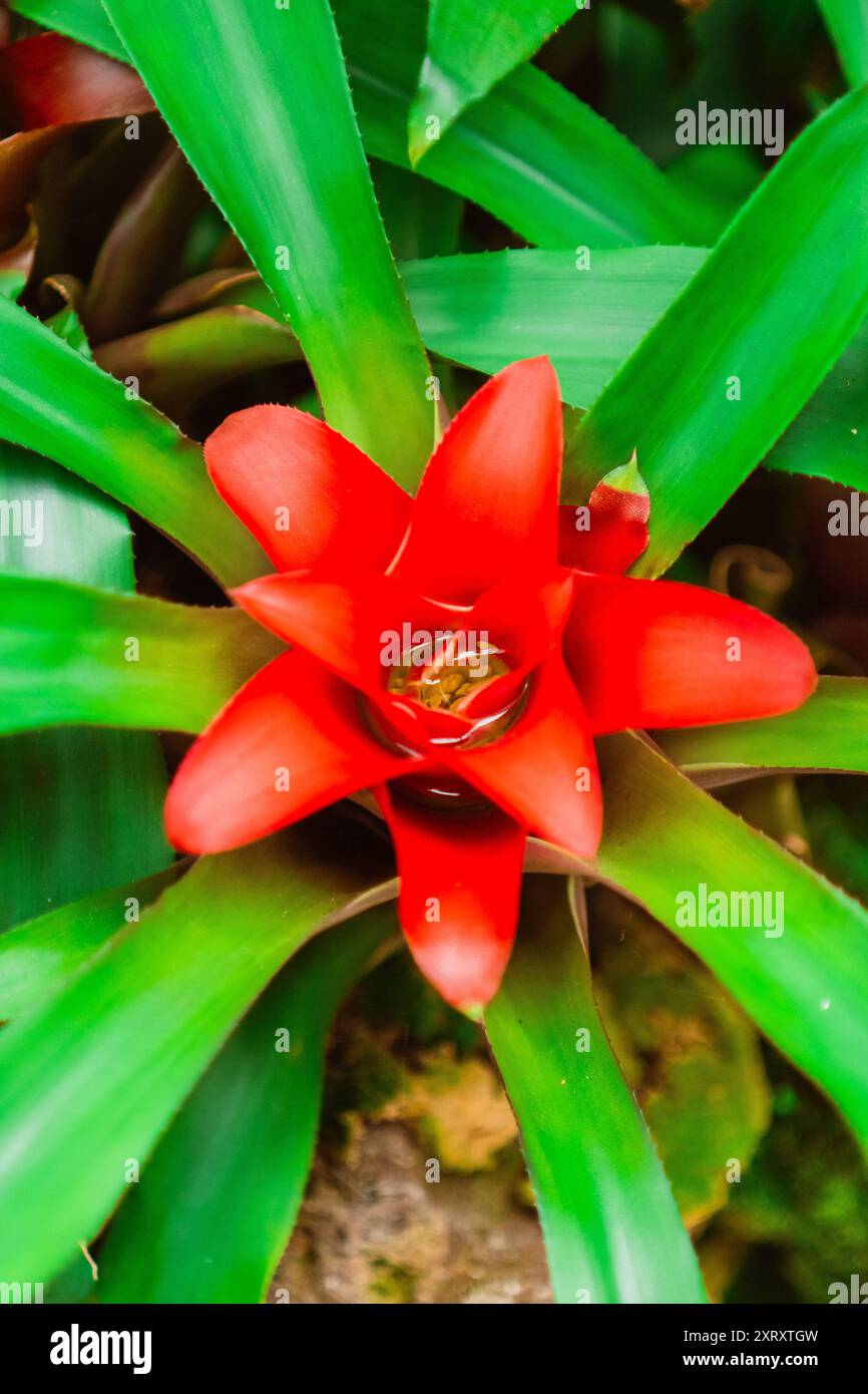 Red Nidularium Innocentii plante poussant dans un jardin écologique vert biotope imitant l'environnement de la forêt pluviale en gros plan dans l'image de portrait Banque D'Images