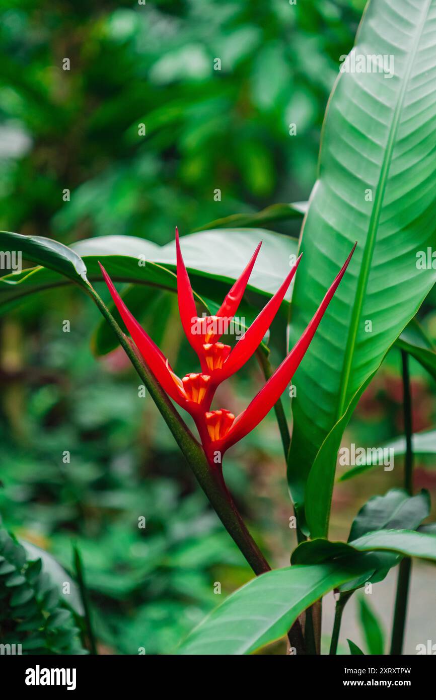 Fleur d'Heliconia rouge connue sous le nom de bec de perroquet rouge de la famille des Heliconiaceae poussant dans une jungle Banque D'Images