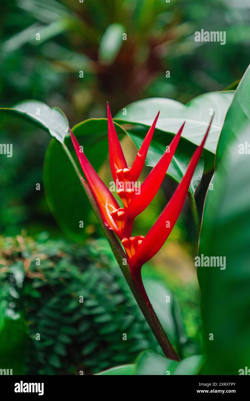 Rouge Parrot Beak Heliconia Fleur Banque D'Images