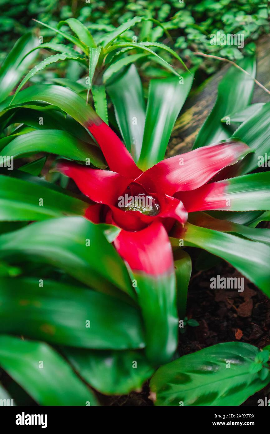 Red Nidularium Innocentii plante poussant dans un jardin écologique vert biotope imitant l'environnement de la forêt pluviale en gros plan dans l'image de portrait Banque D'Images