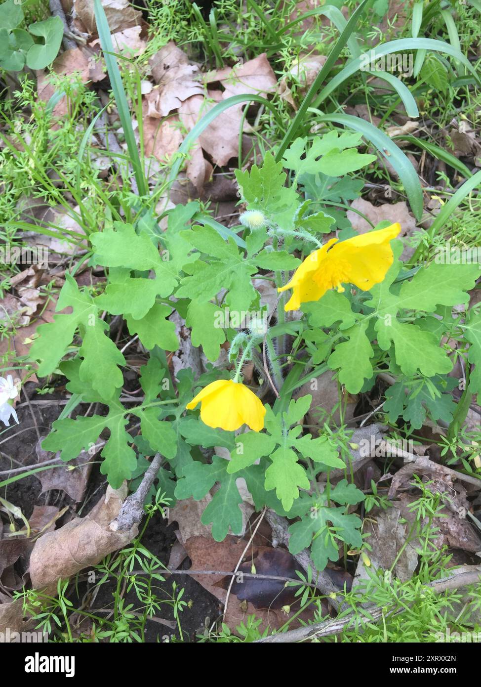 Coquelicot célandine (Stylophorum diphyllum) Plantae Banque D'Images