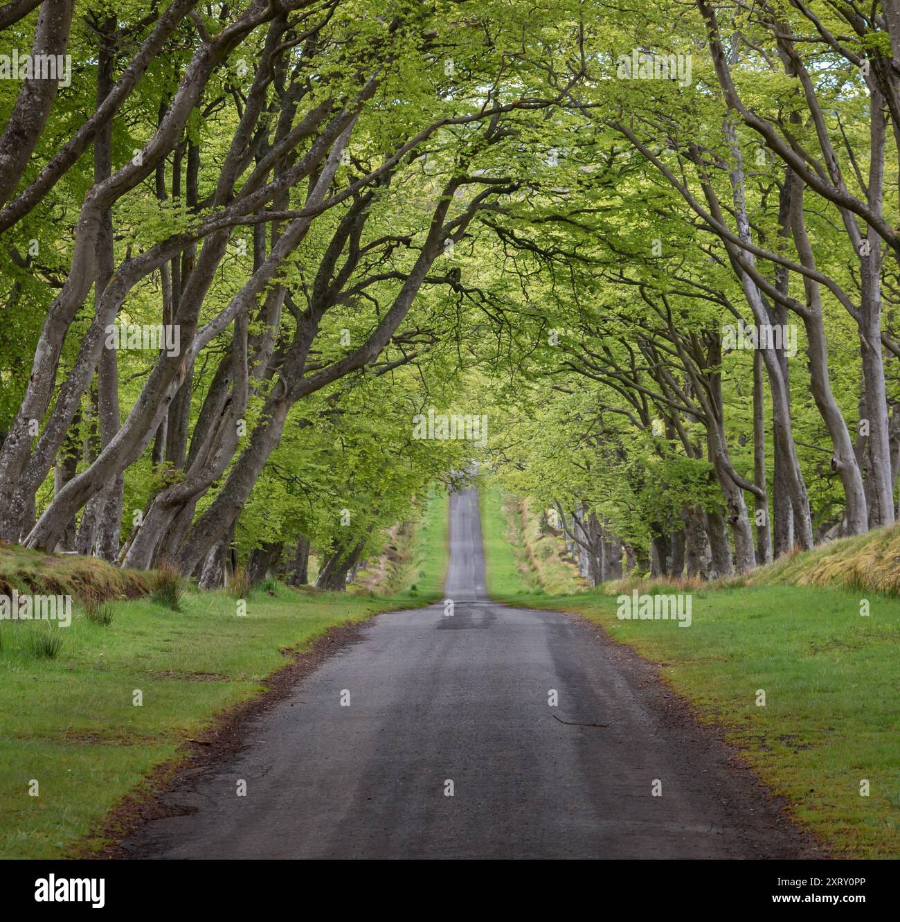 Vue d'une route de campagne avec des bordures d'herbe en pente à travers un tunnel vert d'arbres dans les Pentland Hills en Écosse Banque D'Images