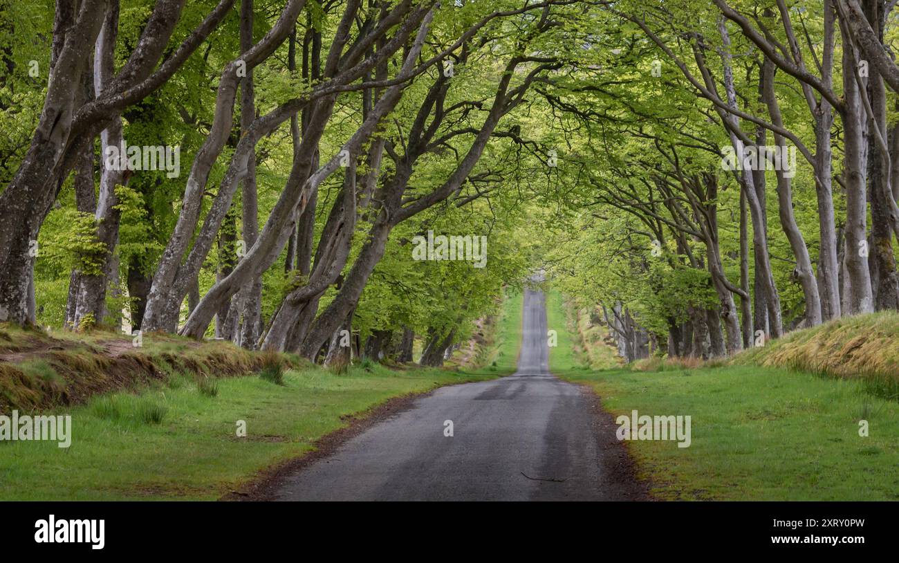 Vue horizontale d'une route de campagne asphaltée avec des bordures d'herbe en pente à travers un tunnel verdoyant d'arbres dans les Pentland Hills en Écosse Banque D'Images