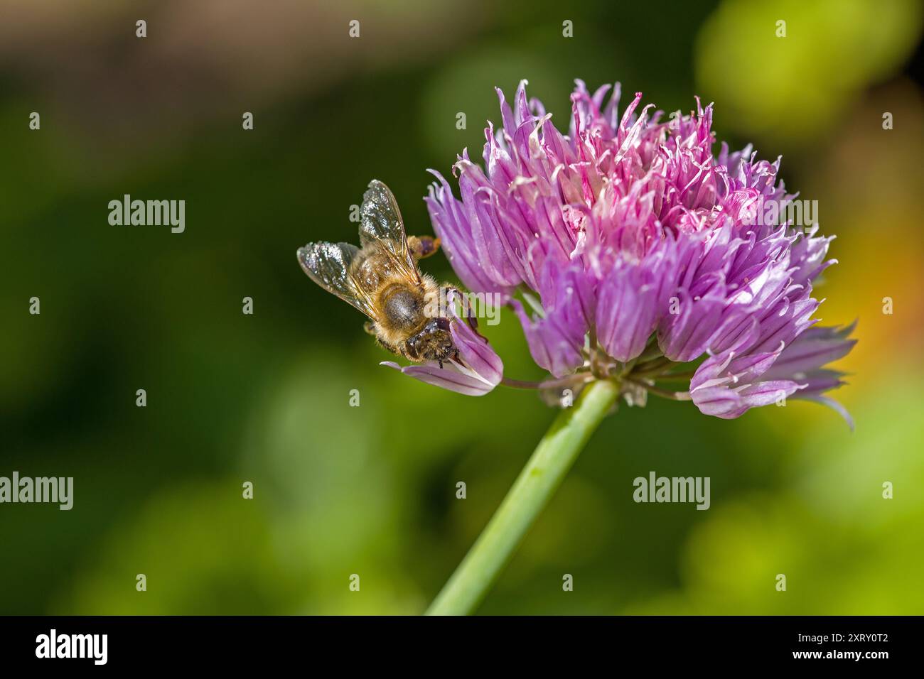 une abeille occidentale sur une fleur de ciboulette violette avec un fond flou Banque D'Images