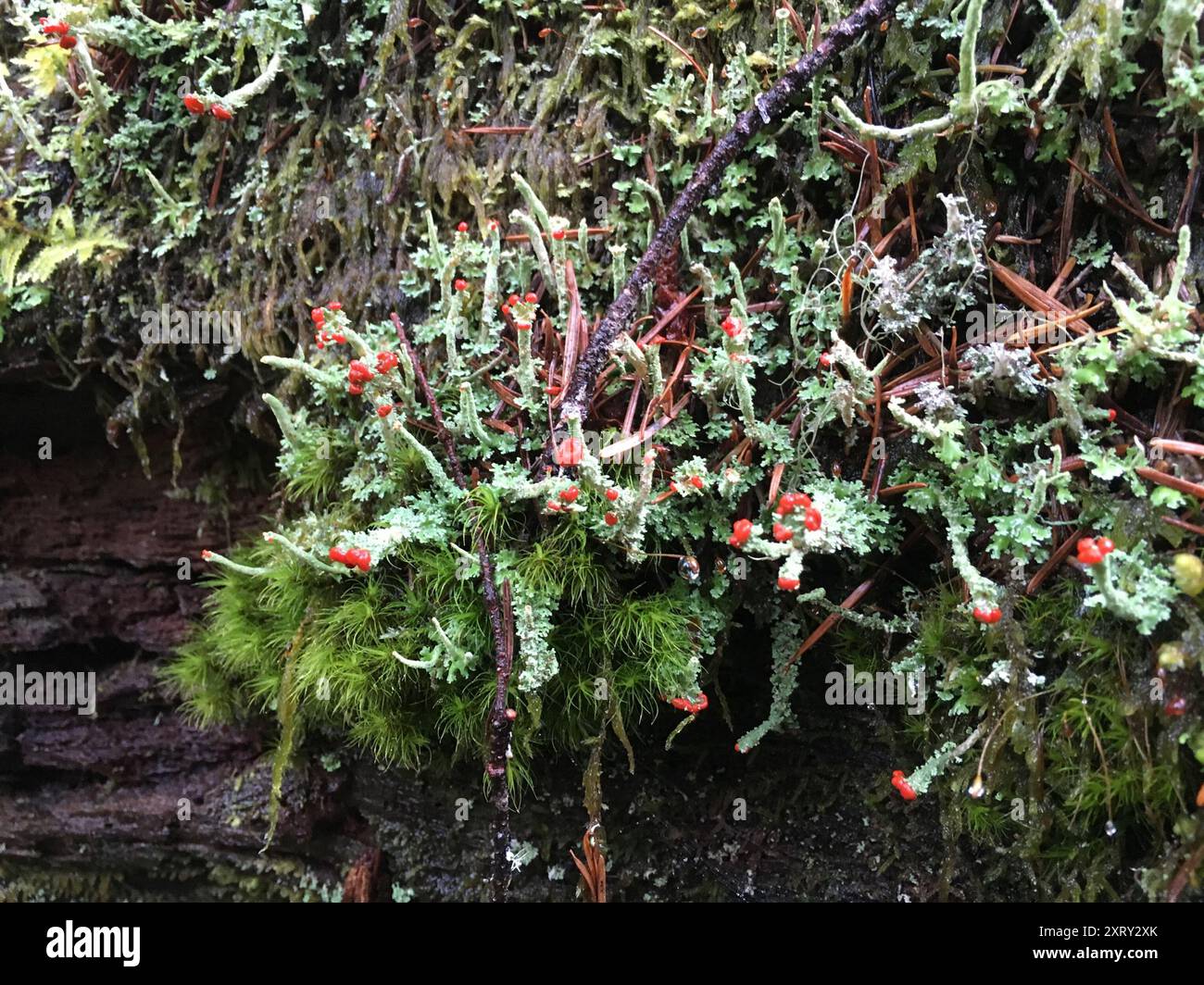 Soldats jouets (Cladonia bellidiflora) champignons Banque D'Images