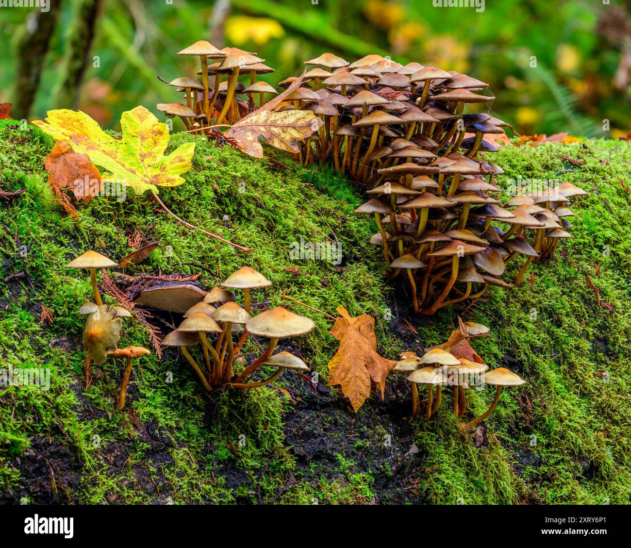 Grappes de champignons poussant à partir de la surface couverte de mousse d'une bûche en décomposition dans la forêt. Banque D'Images