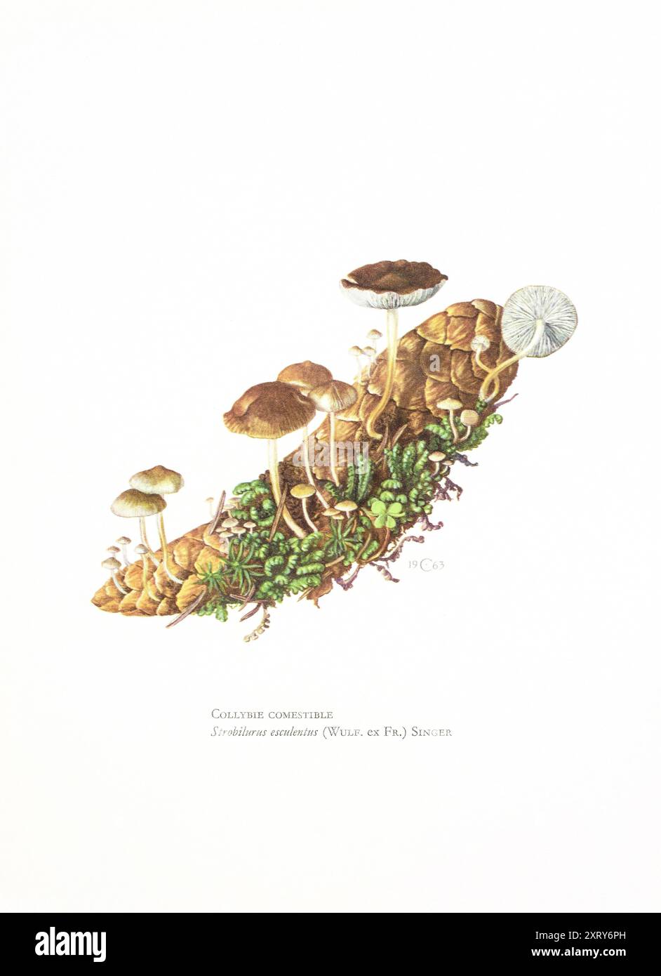 Illustration par Claus Caspari de la Collection de documents d'histoire naturelle des champignons Strobilurus esculentus. Banque D'Images