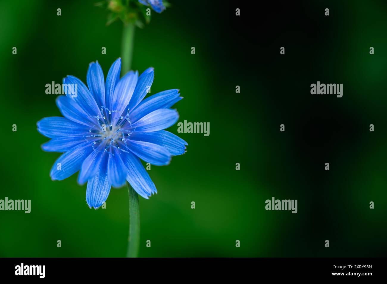 Fleur de chicorée bleue. Fleur de chicorée en gros plan. Cichorium endivia est une espèce de plante à fleurs appartenant au genre Cichorium. Le concept de guérison Banque D'Images