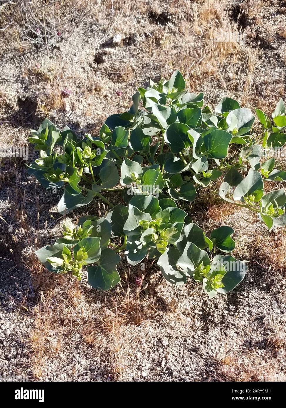 Colorado four o'Clock (mirabilis multiflora) Plantae Banque D'Images