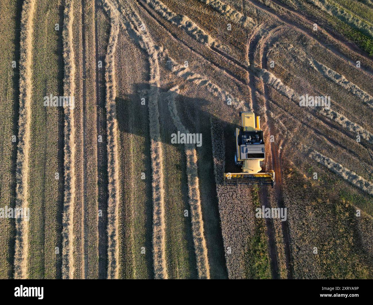 Munstone, Hereford,Herefordshire, Royaume-Uni – lundi 12 août 2024 – Météo britannique - vue aérienne des agriculteurs travaillant tard dans la soirée ( environ 19h30 ) récolte du blé et mise en balles de paille à Munstone juste à l'extérieur de la ville de Hereford – après plusieurs jours de temps chaud et sec, des pluies sont prévues pour le Herefordshire le mardi 13 août - photo Steven May / Alamy Live News Banque D'Images