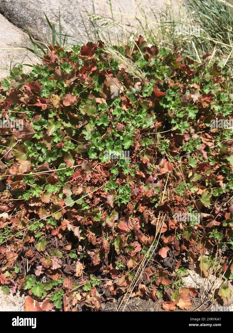 Alumroot rose (Heuchera rubescens) Plantae Banque D'Images